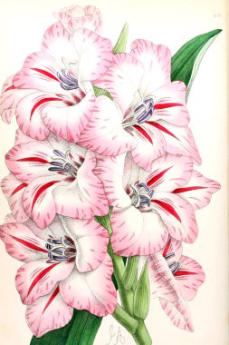 Bir çiçek Illustration. Çiçek dergisi; rakamlar ve popüler Bahçe çiçek açıklamalarını oluşan.