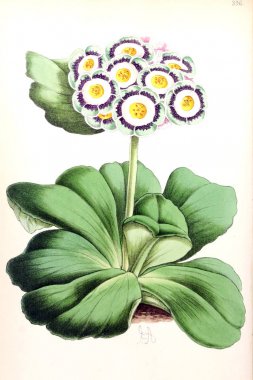 Bir çiçek Illustration. Çiçek dergisi; rakamlar ve popüler Bahçe çiçek açıklamalarını oluşan.