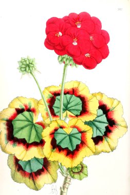 Bir çiçek Illustration. Çiçek dergisi; rakamlar ve popüler Bahçe çiçek açıklamalarını oluşan.