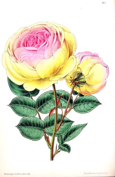 花的插图 花卉杂志 包括流行的花园花卉的数字和描述 — 图库照片