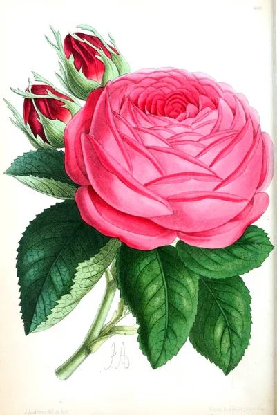 Illustration Flower Floral Magazine Comprising Figures Descriptions Popular Garden Flowers — Stock Photo, Image