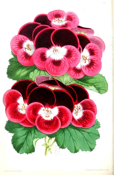 Illustrazione Fiore Rivista Floreale Comprendente Figure Descrizioni Fiori Giardino Popolari — Foto Stock