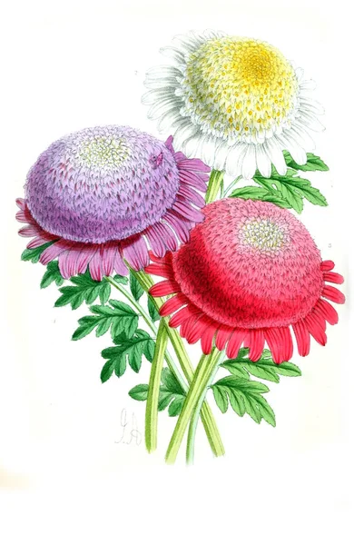 Obrázek Květiny Květinové Časopis Obrázky Popisy Populární Zahradní Květiny — Stock fotografie