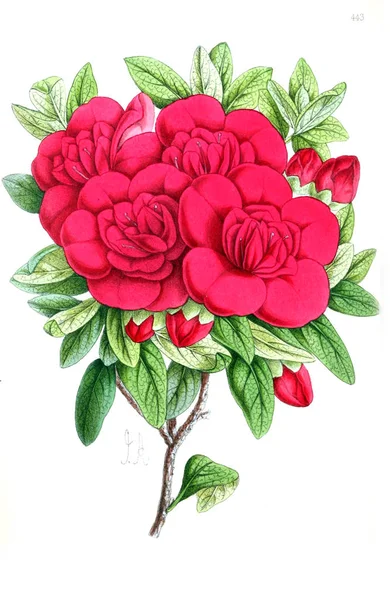 Εικονογράφηση Ενός Λουλουδιού Floral Περιοδικό Που Αποτελείται Από Αριθμούς Και — Φωτογραφία Αρχείου