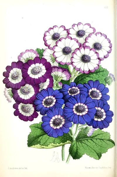 Obrázek Květiny Květinové Časopis Obrázky Popisy Populární Zahradní Květiny — Stock fotografie