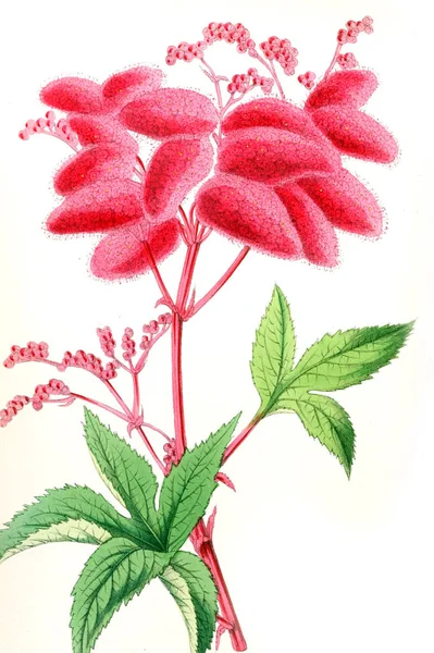 Иллюстрация Цветка Журнал Цветочные Включающий Рисунки Описания Популярных Садовых Цветов — стоковое фото