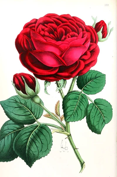 Ilustrasi Dari Sebuah Bunga Majalah Floral Yang Terdiri Dari Angka — Stok Foto