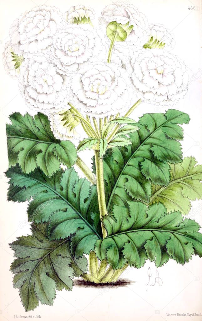 Illustration of a flower. The Floral magazine; comprising figures and descriptions of popular garden flowers.