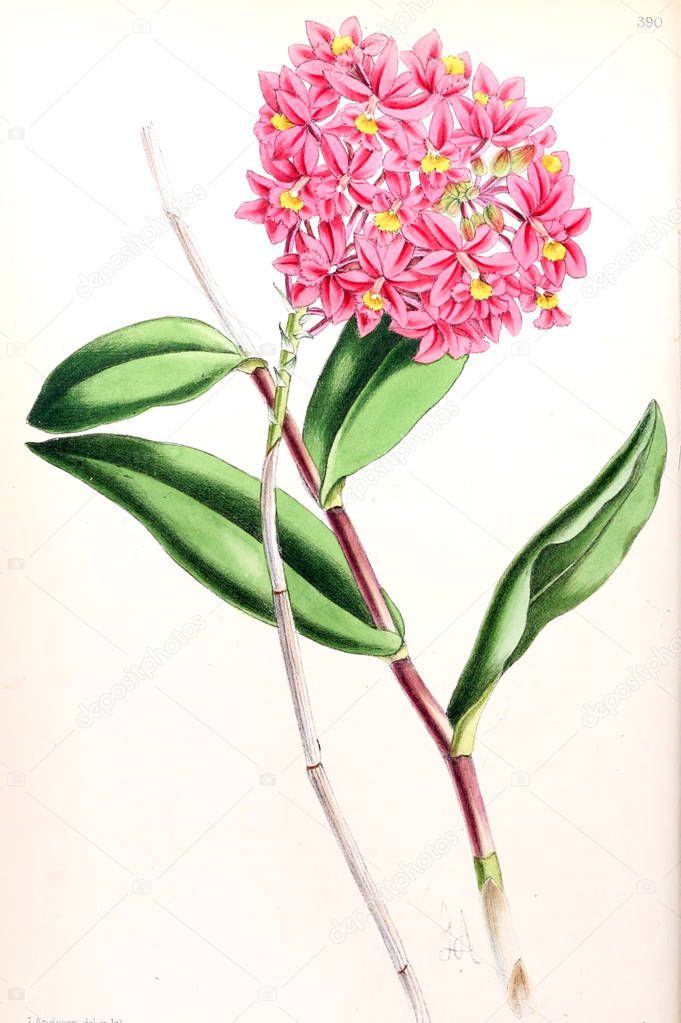 Illustration of a flower. The Floral magazine; comprising figures and descriptions of popular garden flowers.