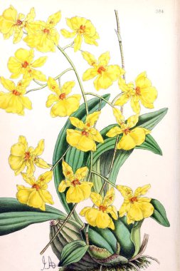 Bir çiçek Illustration. Çiçek dergisi; rakamlar ve popüler Bahçe çiçek açıklamalarını oluşan.