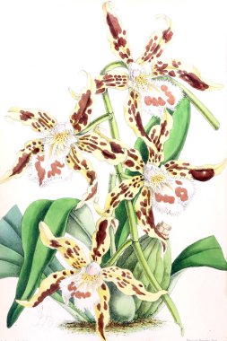 Bir çiçek Illustration. Çiçek dergisi; rakamlar ve popüler Bahçe çiçek açıklamalarını oluşan.