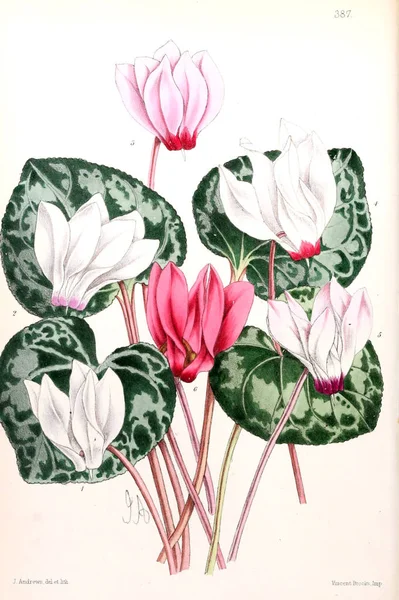 Ілюстрація Квітки Журнал Квітковий Складається Фігур Описів Популярних Садових Квітів — стокове фото