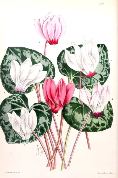 Illustration of a flower. The Floral magazine; comprising figures and descriptions of popular garden flowers.