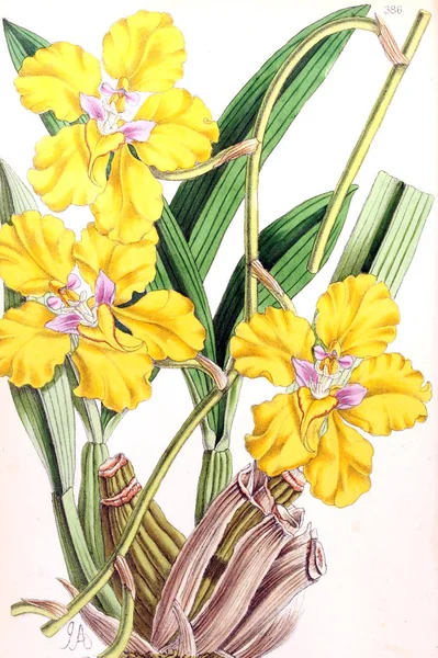 花のイラスト 花の雑誌 数字を有し 人気の庭の花の説明 — ストック写真