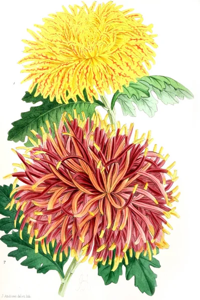 Ilustracja Kwiat Kwiatowy Magazyn Rysunki Opisy Popularnych Kwiaty Ogrodowe — Zdjęcie stockowe
