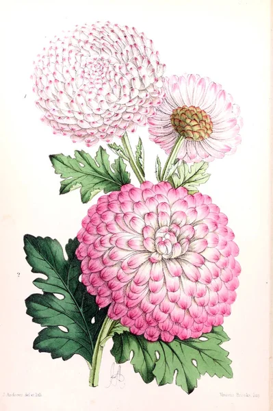Εικονογράφηση Ενός Λουλουδιού Floral Περιοδικό Που Αποτελείται Από Αριθμούς Και — Φωτογραφία Αρχείου