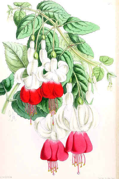 Illusztráció Egy Virág Virágos Magazin Számok Leírások Népszerű Kerti Virágok — Stock Fotó