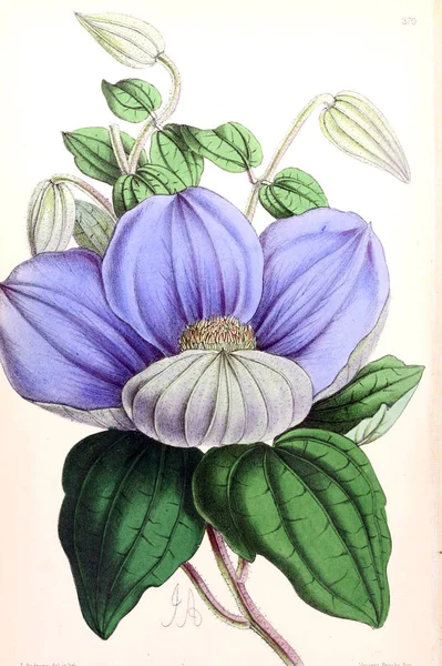 Ilustrația Unei Flori Revista Floral Cuprinzând Figuri Descrieri Ale Florilor — Fotografie, imagine de stoc