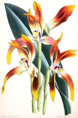 Bir çiçek Illustration. Çiçek dergisi; rakamlar ve popüler Bahçe çiçek açıklamalarını oluşan.