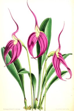 Bir çiçek Illustration. Çiçek dergisi; rakamlar ve popüler Bahçe çiçek açıklamalarını oluşan.