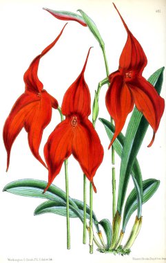 Bir çiçek Illustration. Çiçek dergisi; rakamlar ve popüler Bahçe çiçek açıklamalarını oluşan.