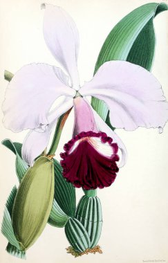 Bir çiçek Illustration. Çiçek dergisi; rakamlar ve popüler Bahçe çiçek açıklamalarını oluşan.