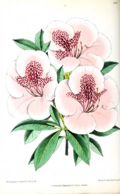 Bir çiçek Illustration. Çiçek dergisi; rakamlar ve popüler Bahçe çiçek açıklamalarını oluşan.