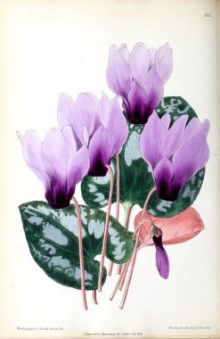 Bir çiçek Illustration. Çiçek dergisi; rakamlar ve popüler Bahçe çiçek açıklamalarını oluşan.