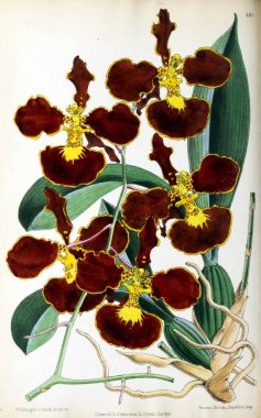 Bir çiçek Illustration. Çiçek dergisi; rakamlar ve popüler Bahçe çiçek açıklamalarını oluşan.