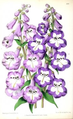 Bir çiçek Illustration. Çiçek dergisi; rakamlar ve popüler Bahçe çiçek açıklamalarını oluşan.