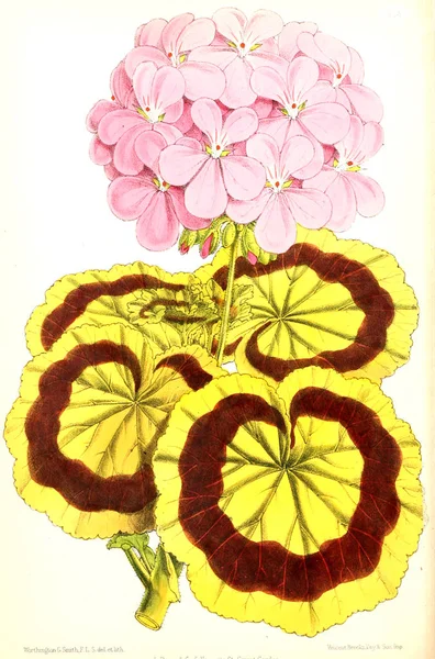 Bir Çiçek Illustration Çiçek Dergisi Rakamlar Popüler Bahçe Çiçek Açıklamalarını — Stok fotoğraf