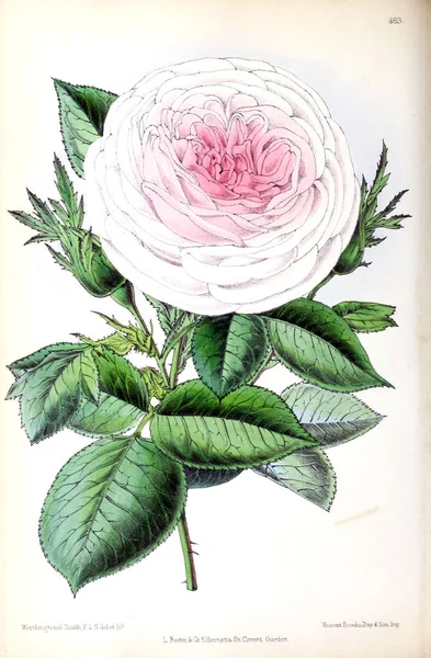 Ilustración Una Flor Revista Floral Que Comprende Figuras Descripciones Flores — Foto de Stock