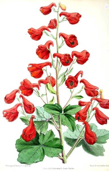 Illustration Einer Blume Die Blumenzeitschrift Mit Abbildungen Und Beschreibungen Beliebter — Stockfoto