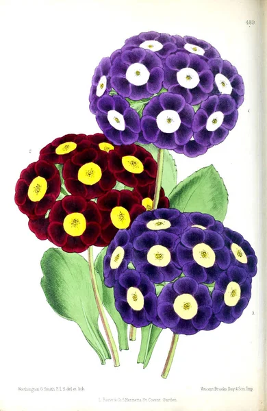 Bir Çiçek Illustration Çiçek Dergisi Rakamlar Popüler Bahçe Çiçek Açıklamalarını — Stok fotoğraf