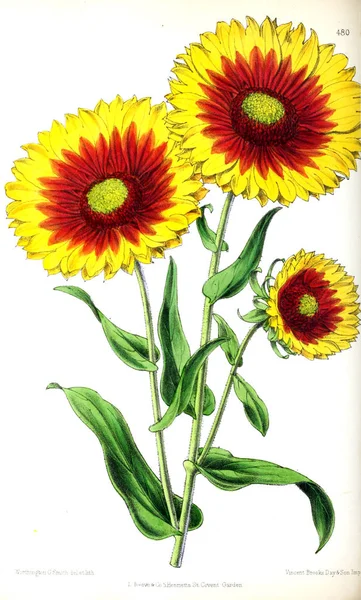 Illustration of a flower. The Floral magazine; comprising figures and descriptions of popular garden flowers.