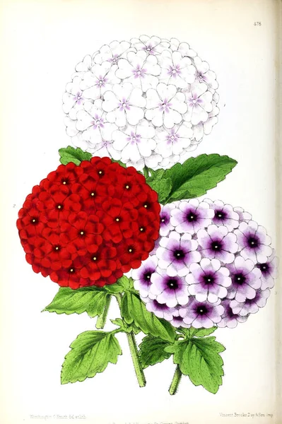 Illustration of a flower. The Floral magazine; comprising figures and descriptions of popular garden flowers.