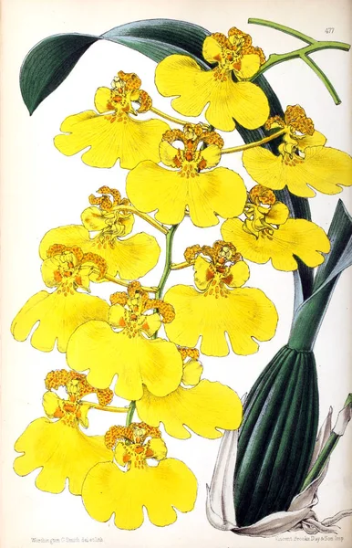 Ilustración Una Flor Revista Floral Que Comprende Figuras Descripciones Flores — Foto de Stock