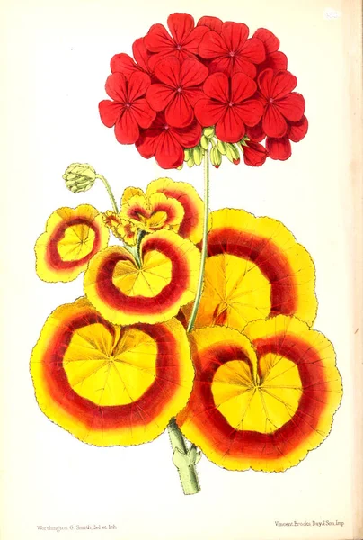 Illustrasjon Blomst Bladet Floral Som Består Figurer Beskrivelser Populære Hageblomster – stockfoto