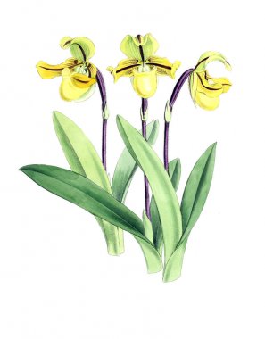 Bir çiçek Illustration. Çiçek dergisi; rakamlar ve popüler Bahçe çiçek açıklamalarını oluşan.