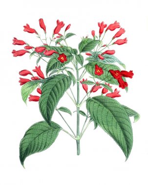 Bir çiçek Illustration. Çiçek dergisi; rakamlar ve popüler Bahçe çiçek açıklamalarını oluşan.