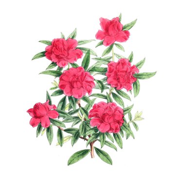 Bir çiçek Illustration. Çiçek dergisi; rakamlar ve popüler Bahçe çiçek açıklamalarını oluşan.