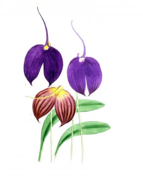 Bir çiçek Illustration. Çiçek dergisi; rakamlar ve popüler Bahçe çiçek açıklamalarını oluşan.