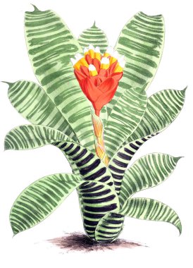 Bir çiçek Illustration. Çiçek dergisi; rakamlar ve popüler Bahçe çiçek açıklamalarını oluşan.