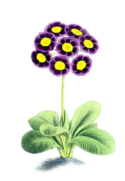 Illustration Blomma Blommig Tidningen Bestående Siffror Och Beskrivningar Populära Trädgård — Stockfoto