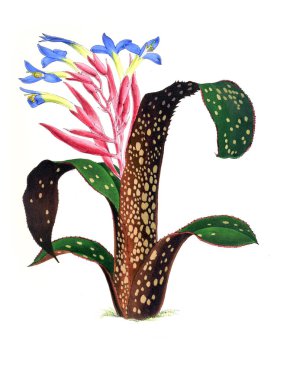 Bir çiçek Illustration. Çiçek dergisi; rakamlar ve popüler Bahçe çiçek açıklamalarını oluşan.