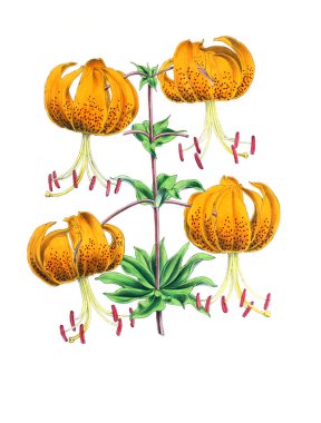 Bir çiçek Illustration. Çiçek dergisi; rakamlar ve popüler Bahçe çiçek açıklamalarını oluşan.