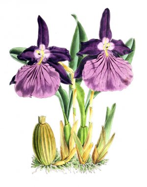 Bir çiçek Illustration. Çiçek dergisi; rakamlar ve popüler Bahçe çiçek açıklamalarını oluşan.