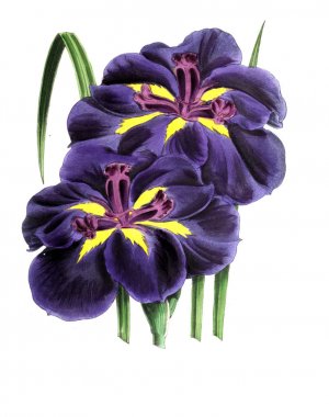 Bir çiçek Illustration. Çiçek dergisi; rakamlar ve popüler Bahçe çiçek açıklamalarını oluşan.