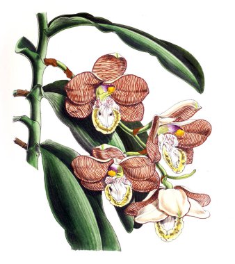 Bir çiçek Illustration. Çiçek dergisi; rakamlar ve popüler Bahçe çiçek açıklamalarını oluşan.