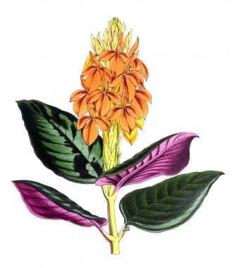 Bir çiçek Illustration. Çiçek dergisi; rakamlar ve popüler Bahçe çiçek açıklamalarını oluşan.